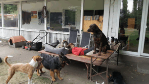 Hundetagesstätte Stadtfelle