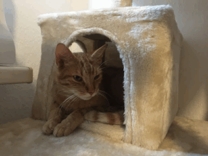 Premium-Katzenpension Miauritiuswall